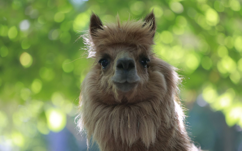 Alpakas sind flauschig, beliebt - und potenzielle Träger von Erregern. (Archivbild) - Foto: Matthias Bein/dpa