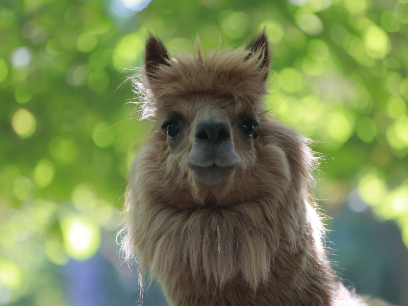 Alpakas sind flauschig, beliebt - und potenzielle Träger von Erregern. (Archivbild) - Foto: Matthias Bein/dpa