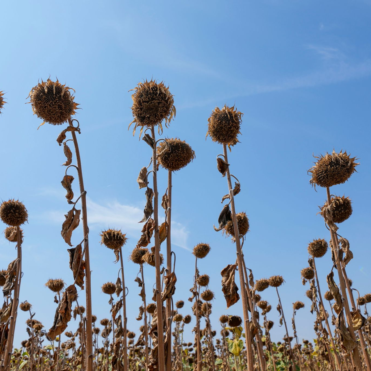 Dürren und Hitzewellen führen zu größerer Ernährungsunsicherheit. (Archivbild) - Foto: Darko Vojinovic/AP/dpa