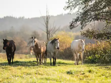 Der Oktober zeigte sich nicht immer sonnig. - Foto: Silas Stein/dpa
