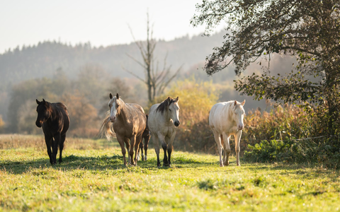 Der Oktober zeigte sich nicht immer sonnig. - Foto: Silas Stein/dpa