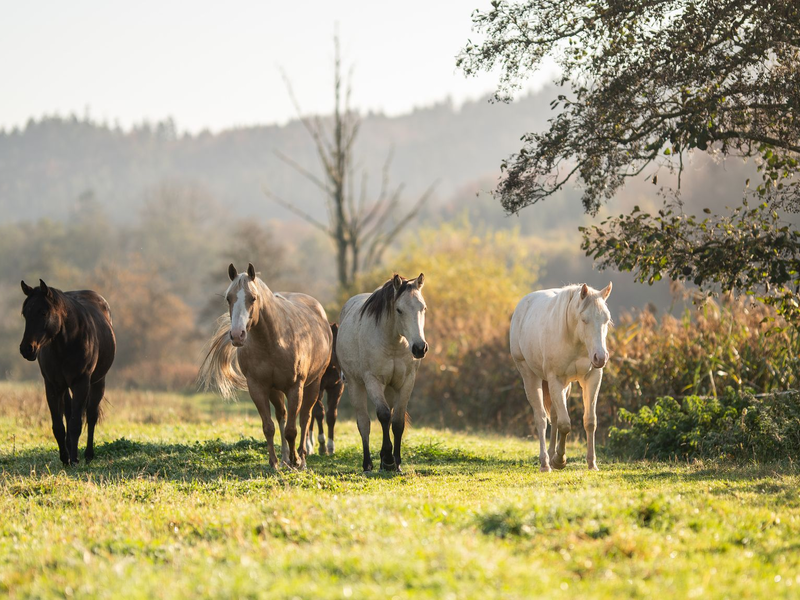 Der Oktober zeigte sich nicht immer sonnig. - Foto: Silas Stein/dpa