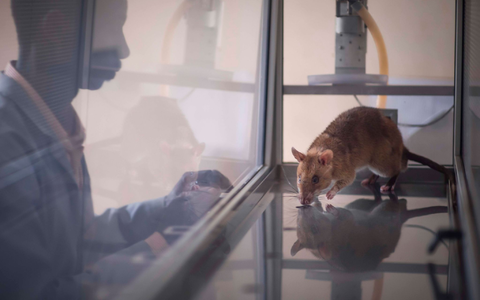 Trainiert wurden die Nagetiere im ostafrikanischen Tansania. - Foto: Apopo/dpa