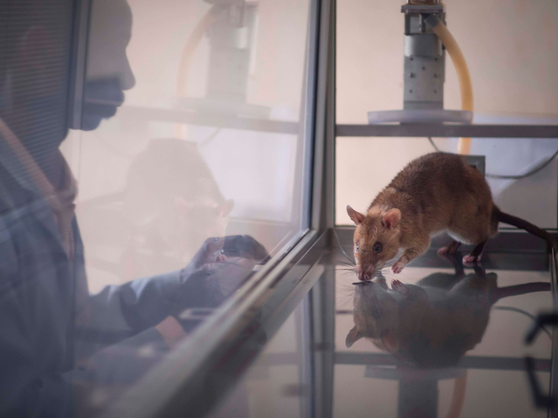 Trainiert wurden die Nagetiere im ostafrikanischen Tansania. - Foto: Apopo/dpa