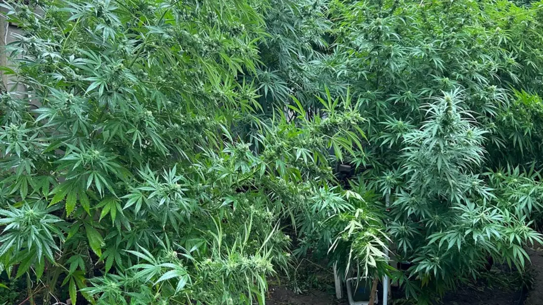 ZOLL-DD: Drogen-Dealer mit grünem Daumen gefasst / Neben riesigen Cannabis-Pflanzen weitere Betäubungsmittel, große Mengen Bargeld, Tabak-Feinschnitt und eine Schnapsbrennanlage sichergestellt - Bild: presseportal.de