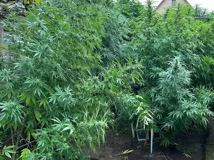 ZOLL-DD: Drogen-Dealer mit grünem Daumen gefasst / Neben riesigen Cannabis-Pflanzen weitere Betäubungsmittel, große Mengen Bargeld, Tabak-Feinschnitt und eine Schnapsbrennanlage sichergestellt - Foto: presseportal.de