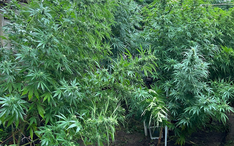 ZOLL-DD: Drogen-Dealer mit grünem Daumen gefasst / Neben riesigen Cannabis-Pflanzen weitere Betäubungsmittel, große Mengen Bargeld, Tabak-Feinschnitt und eine Schnapsbrennanlage sichergestellt - Foto: presseportal.de ZOLL-DD: Drogen-Dealer mit grünem Daumen gefasst / Neben riesigen Cannabis-Pflanzen weitere Betäubungsmittel, große Mengen Bargeld, Tabak-Feinschnitt und eine Schnapsbrennanlage sichergestellt - Foto: presseportal.de
