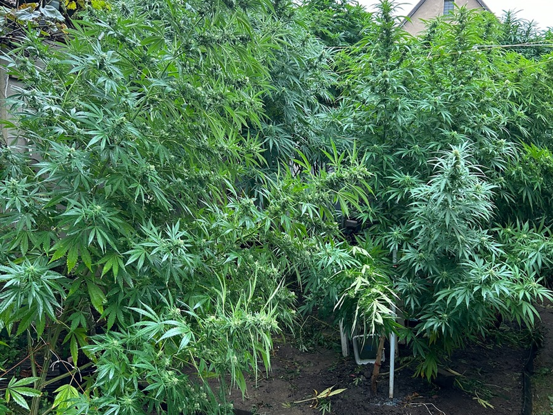 ZOLL-DD: Drogen-Dealer mit grünem Daumen gefasst / Neben riesigen Cannabis-Pflanzen weitere Betäubungsmittel, große Mengen Bargeld, Tabak-Feinschnitt und eine Schnapsbrennanlage sichergestellt - Foto: presseportal.de