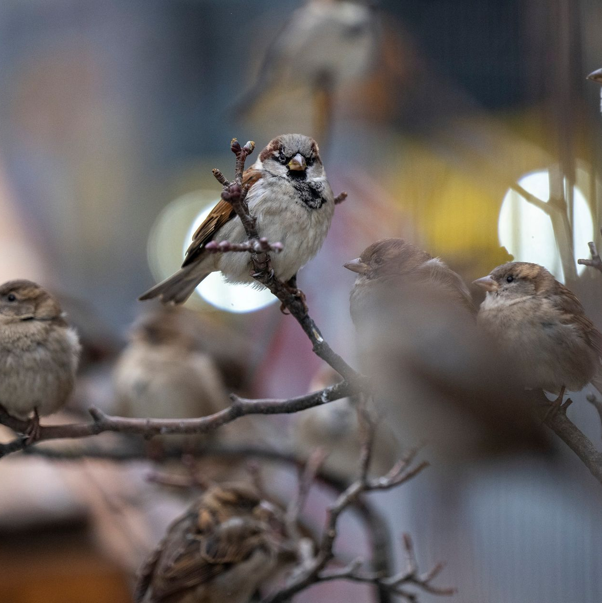 Auch Spatzen können im Alter offenbar zu mürrischen Einzelgängern werden. (Archivbild) - Foto: Monika Skolimowska/dpa