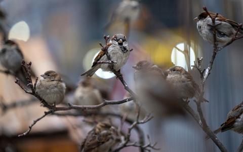Auch Spatzen können im Alter offenbar zu mürrischen Einzelgängern werden. (Archivbild) - Foto: Monika Skolimowska/dpa