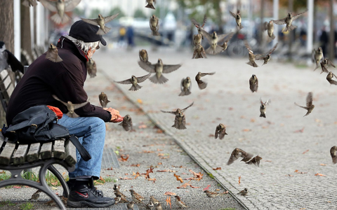 Senioren-Spatzen sind wie viele ältere Menschen mit zunehmendem Alter weniger geneigt, neue Freunde zu finden. (Archivbild) - Foto: picture alliance / dpa