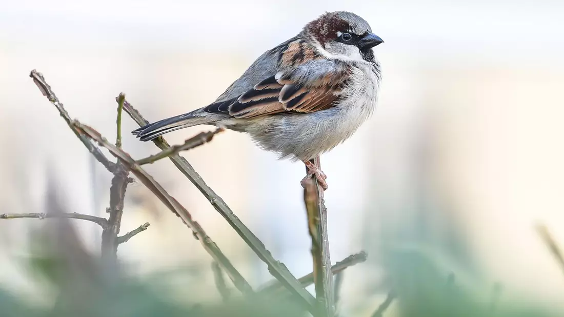 Bei Spatzen lassen sich junge kaum von älteren unterscheiden, da die kleinen Vögel weder graue Feder noch Falten bekommen. (Archivbild) - Bild: Kira Hofmann/dpa-Zentralbild/dpa