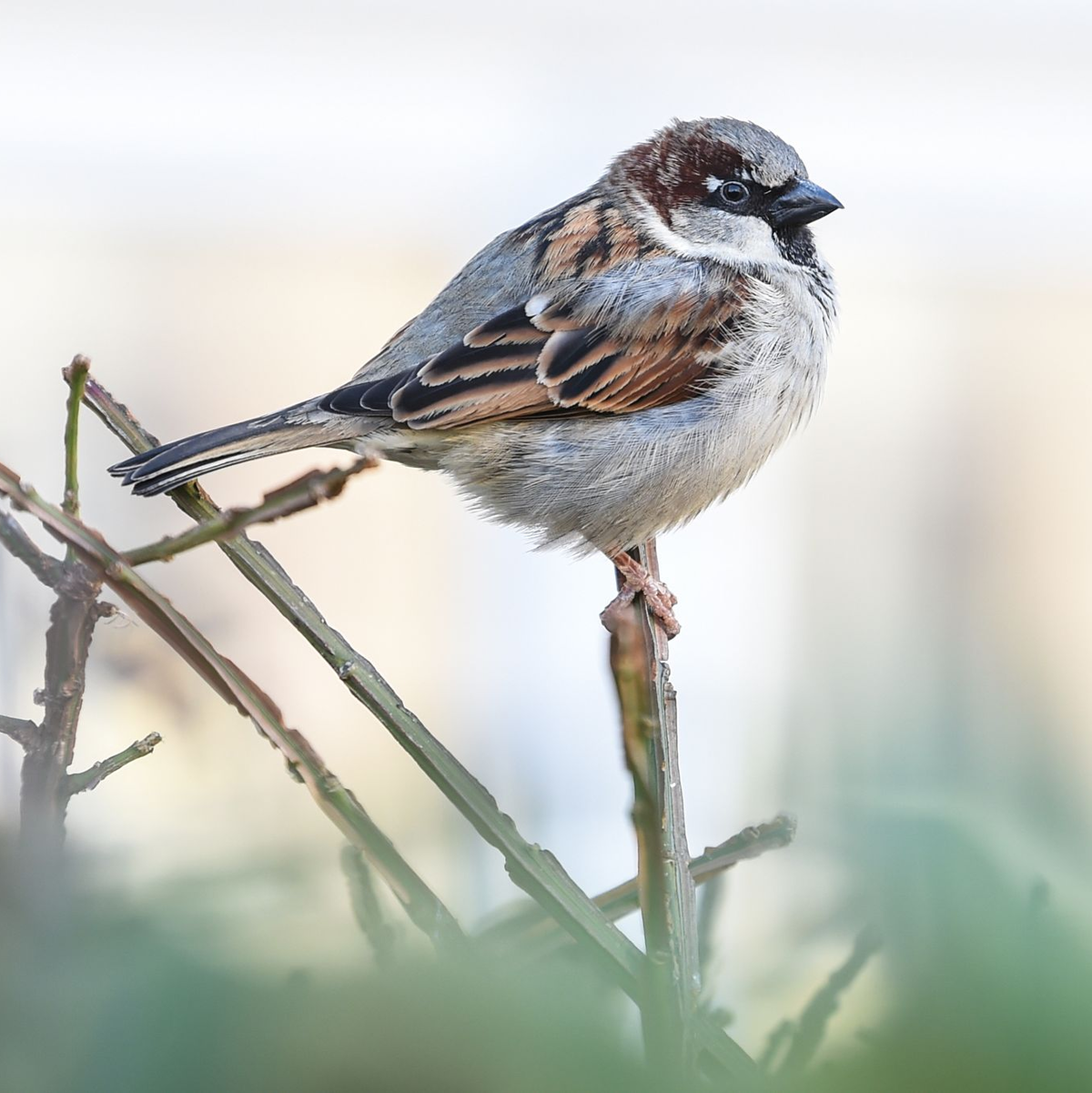 Bei Spatzen lassen sich junge kaum von älteren unterscheiden, da die kleinen Vögel weder graue Feder noch Falten bekommen. (Archivbild) - Foto: Kira Hofmann/dpa-Zentralbild/dpa