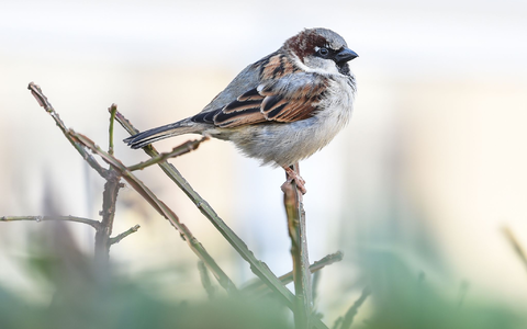 Bei Spatzen lassen sich junge kaum von älteren unterscheiden, da die kleinen Vögel weder graue Feder noch Falten bekommen. (Archivbild) - Foto: Kira Hofmann/dpa-Zentralbild/dpa