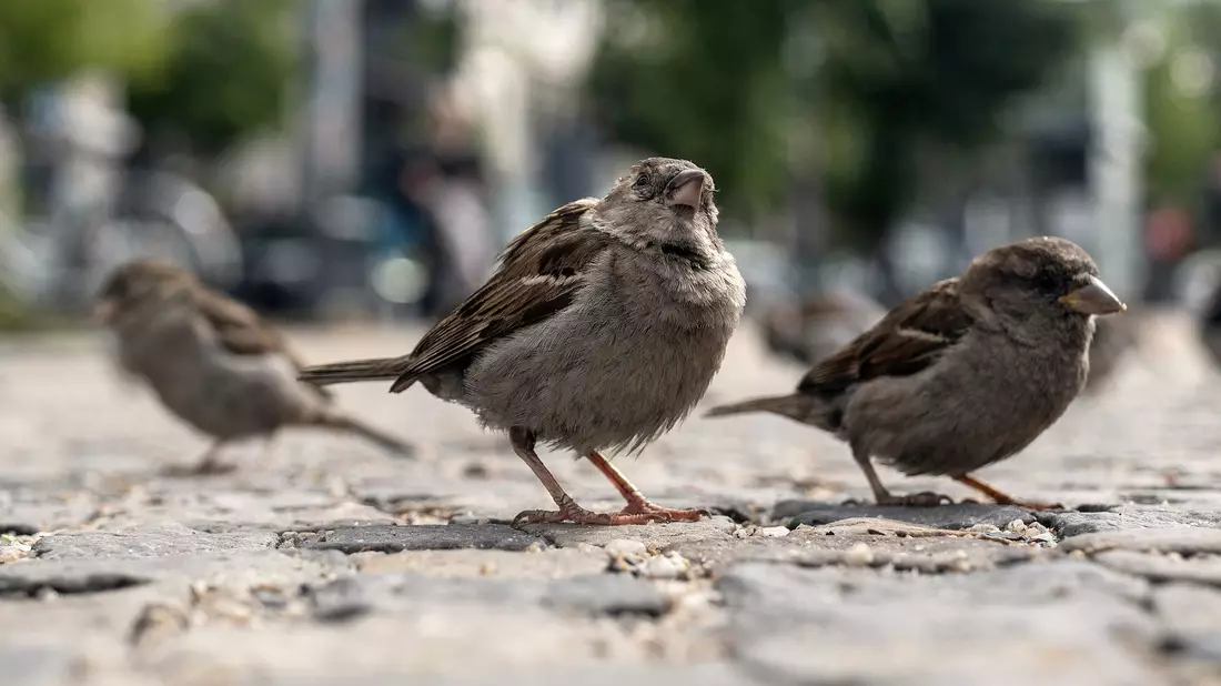 Das Knüpfen von Freundschaften verschafft jungen Spatzen einen evolutionären Vorteil. (Archivbild) - Bild: Paul Zinken/dpa-Zentralbild/dpa