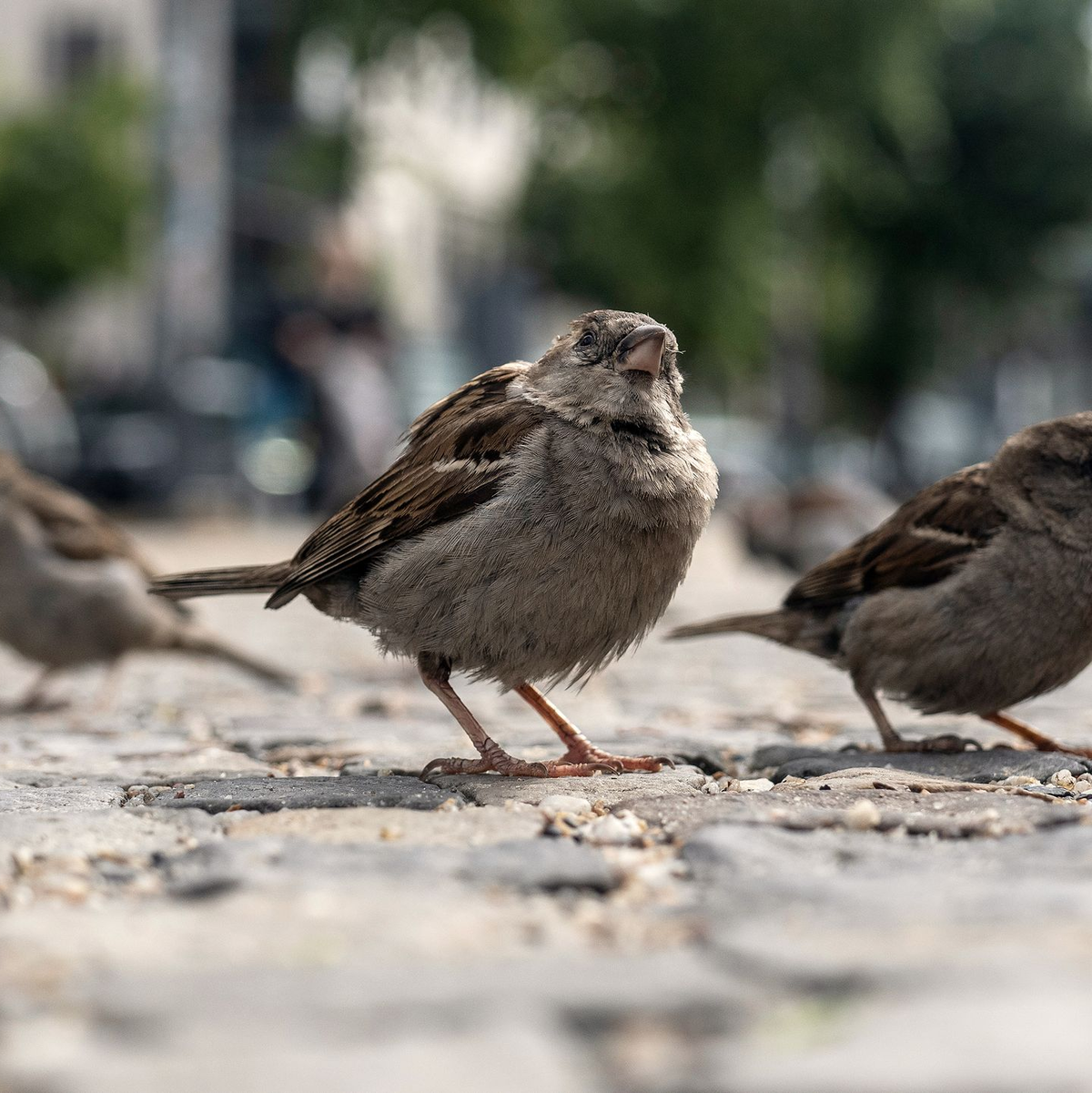 Das Knüpfen von Freundschaften verschafft jungen Spatzen einen evolutionären Vorteil. (Archivbild) - Foto: Paul Zinken/dpa-Zentralbild/dpa