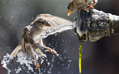 Freundlichkeit - vor allem gegenüber dem anderen Geschlecht -  trägt bei jungen Spatzen zum Bruterfolg bei. (Archivbild) - Foto: Peter Klaunzer/KEYSTONE/dpa