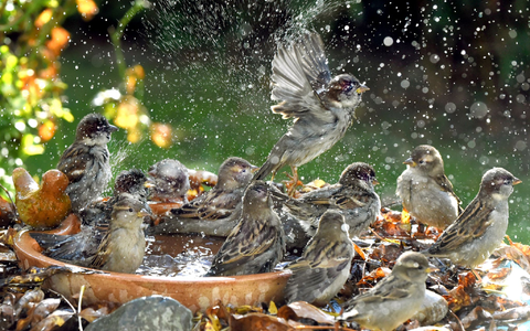Der Haussperling ist sehr gesellig und zieht in Schwärmen oder kleineren Trupps stets gemeinsam mit Artgenossen umher. (Archivbild) - Foto: Waltraud Grubitzsch/Deutsche Presse-Agentur GmbH/dpa