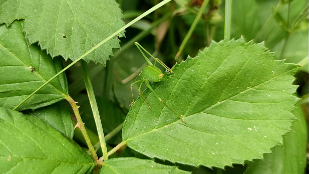 Grashüpfer (Archiv) - Foto: über dts Nachrichtenagentur