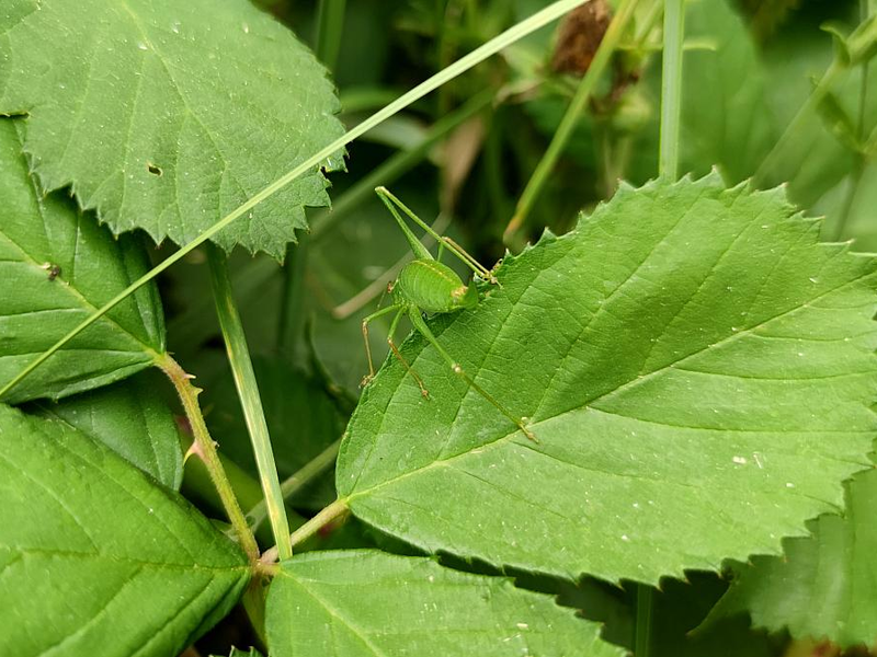 Grashüpfer (Archiv) - Foto: über dts Nachrichtenagentur