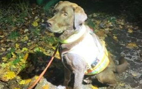 POL-HRO: Copper findet vermisste 83-Jährige - Foto: presseportal.de