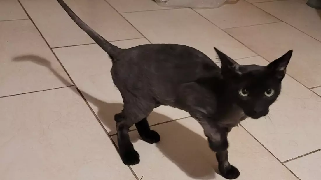 POL-FR: Schopfheim: Zwei junge Kater in Gersbach mutmaßlich ausgesetzt - Polizei sucht ehemaligen Besitzer - Bild: presseportal.de