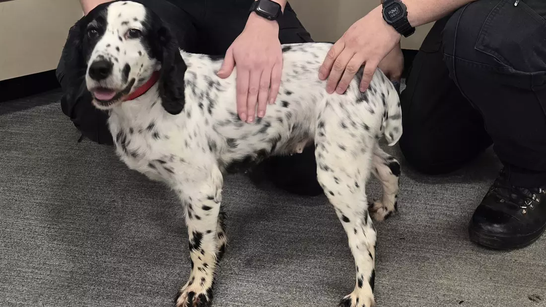 Acht Jahre war Daisy verschwunden. - Bild: Surrey Police/PA Media/dpa