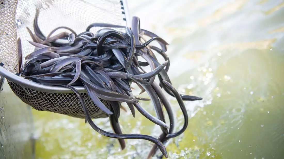 Der Europäische Aal ist «Fisch des Jahres 2025».  - Bild: Sebastian Gollnow/dpa