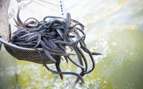 Der Europäische Aal ist «Fisch des Jahres 2025».  - Foto: Sebastian Gollnow/dpa