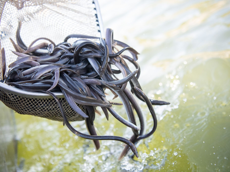 Der Europäische Aal ist «Fisch des Jahres 2025».  - Foto: Sebastian Gollnow/dpa