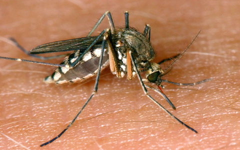 In Deutschland sind 26 Infektionen mit dem West-Nil-Virus gemeldet worden. - Foto: Andreas Lander/dpa-Zentralbild/dpa
