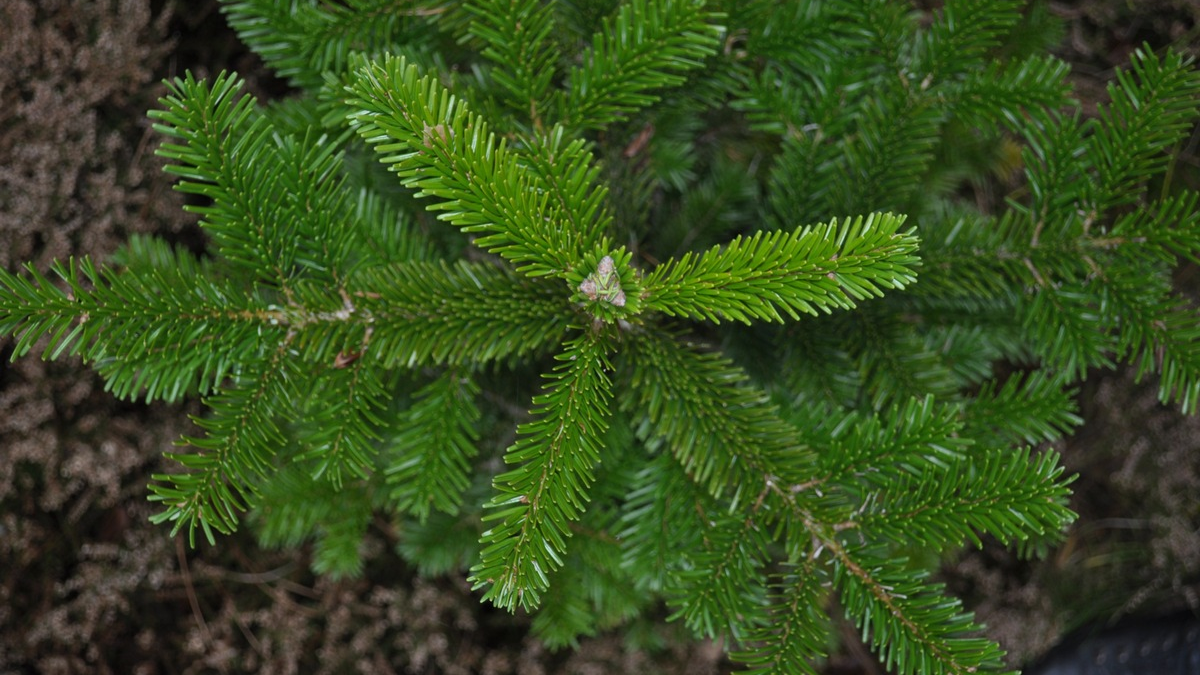 Pünktlich zum Fest: FSC-zertifizierte c - Erweiterter FSC-Standard für Waldbewirtschaftung in Deutschland - Foto: presseportal.de