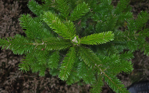 Pünktlich zum Fest: FSC-zertifizierte c - Erweiterter FSC-Standard für Waldbewirtschaftung in Deutschland - Foto: presseportal.de