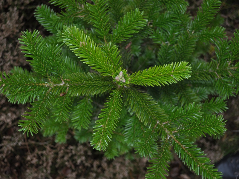 Pünktlich zum Fest: FSC-zertifizierte c - Erweiterter FSC-Standard für Waldbewirtschaftung in Deutschland - Foto: presseportal.de
