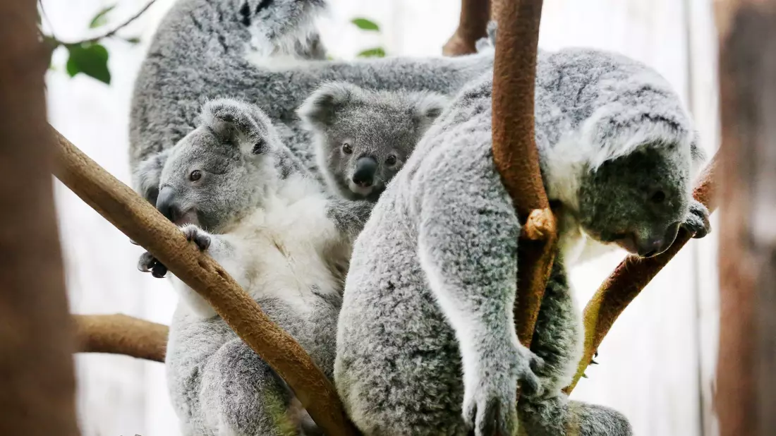 Der Duisburger Zoo ist europaweit Spezialist für die aufwendige Zucht und Zoo-Haltung der Koalas. (Archivbild) - Bild: Roland Weihrauch/dpa