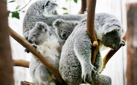 Der Duisburger Zoo ist europaweit Spezialist für die aufwendige Zucht und Zoo-Haltung der Koalas. (Archivbild) - Foto: Roland Weihrauch/dpa