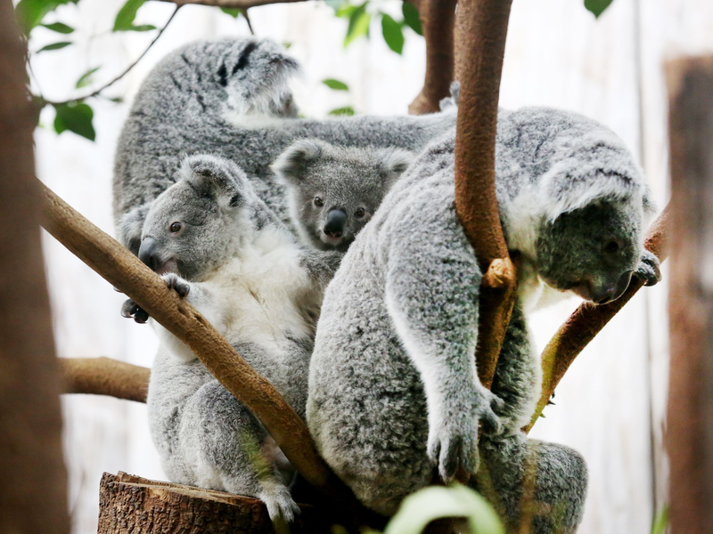 Der Duisburger Zoo ist europaweit Spezialist für die aufwendige Zucht und Zoo-Haltung der Koalas. (Archivbild) - Foto: Roland Weihrauch/dpa