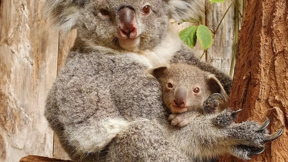  Nach dem Tod der drei Tiere leben nun noch sechs Koalas im Duisburger Koala-Haus. (Archivbild) - Bild: Zoo Duisburg/dpa