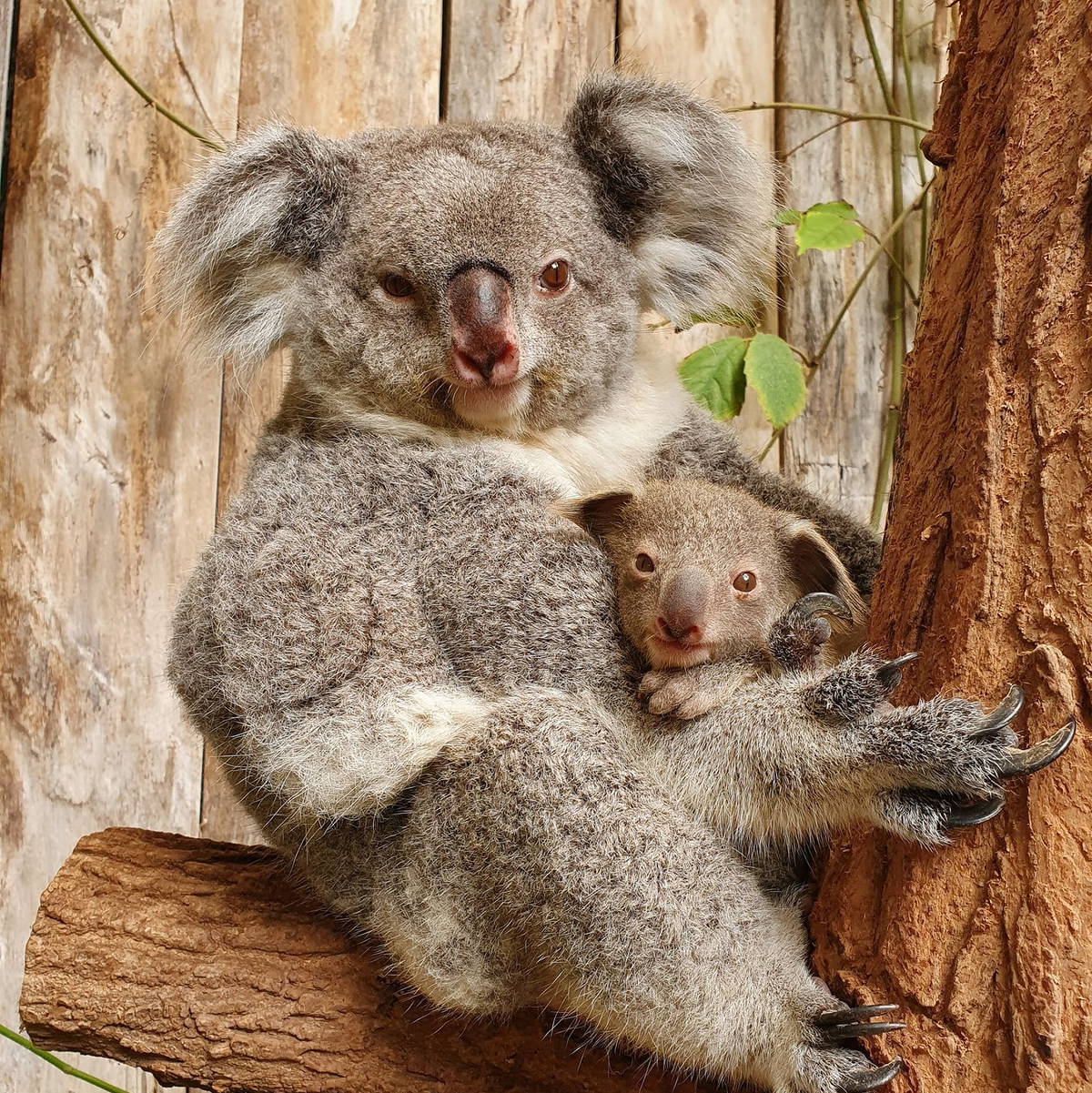  Nach dem Tod der drei Tiere leben nun noch sechs Koalas im Duisburger Koala-Haus. (Archivbild) - Foto: Zoo Duisburg/dpa