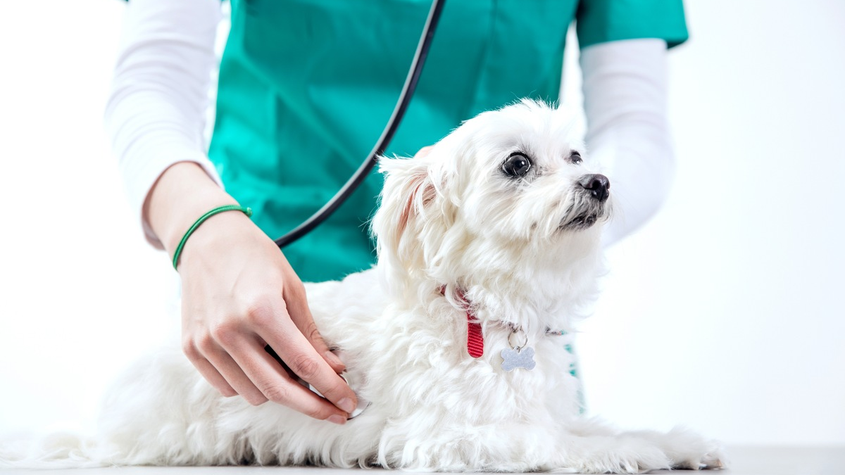 Herzerkrankungen beim Hund: Hör auf sein Herz - Foto: presseportal.de