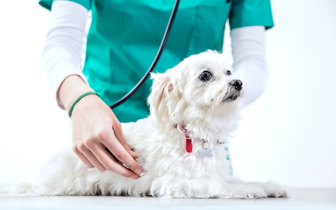 Herzerkrankungen beim Hund: Hör auf sein Herz - Foto: presseportal.de