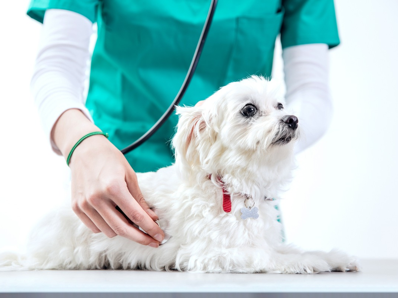 Herzerkrankungen beim Hund: Hör auf sein Herz - Foto: presseportal.de