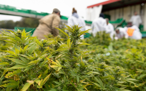 In einigen US-Bundesstaaten ist Kiffen bald erlaubt - Foto: Gaetan Bally/KEYSTONE/dpa