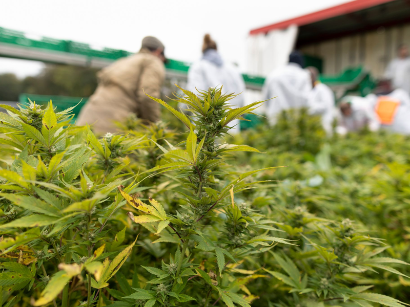 In einigen US-Bundesstaaten ist Kiffen bald erlaubt - Foto: Gaetan Bally/KEYSTONE/dpa