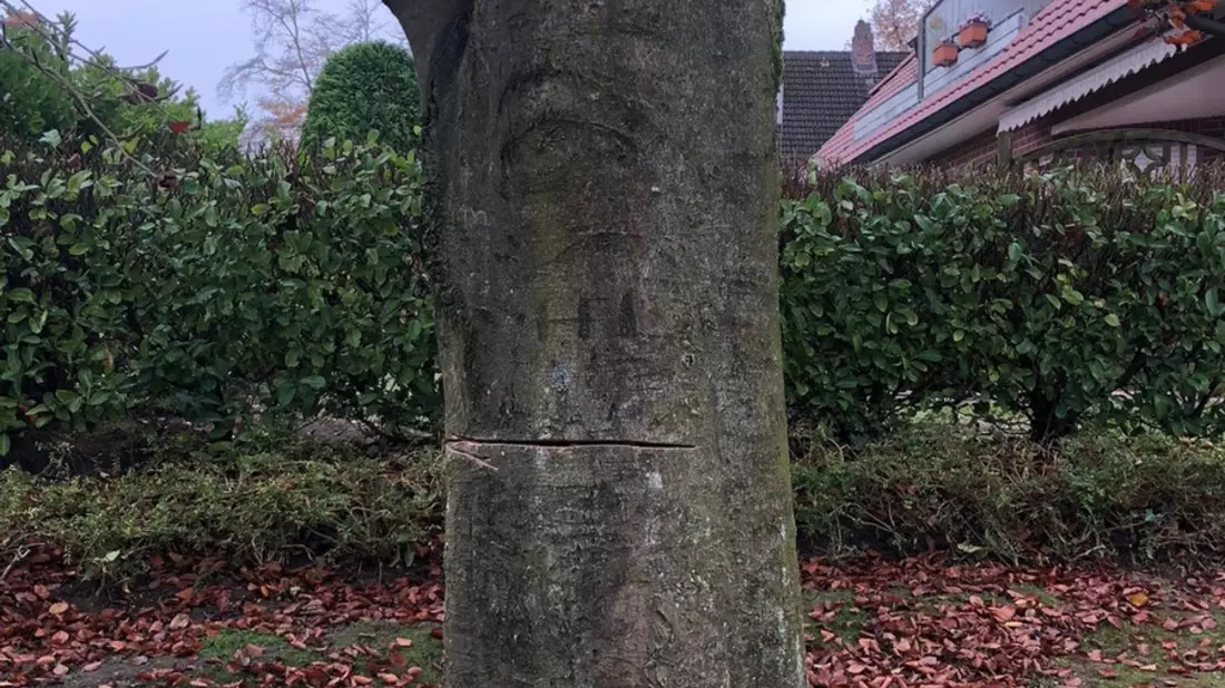 POL-STD: Unbekannte sägen Baum in Dollerner Wohngebiet an - Polizei sucht Zeugen - Bild: presseportal.de
