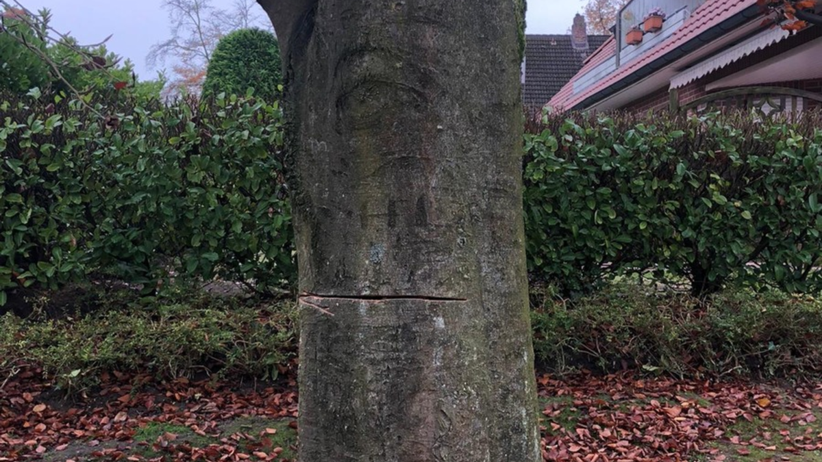 POL-STD: Unbekannte sägen Baum in Dollerner Wohngebiet an - Polizei sucht Zeugen - Foto: presseportal.de