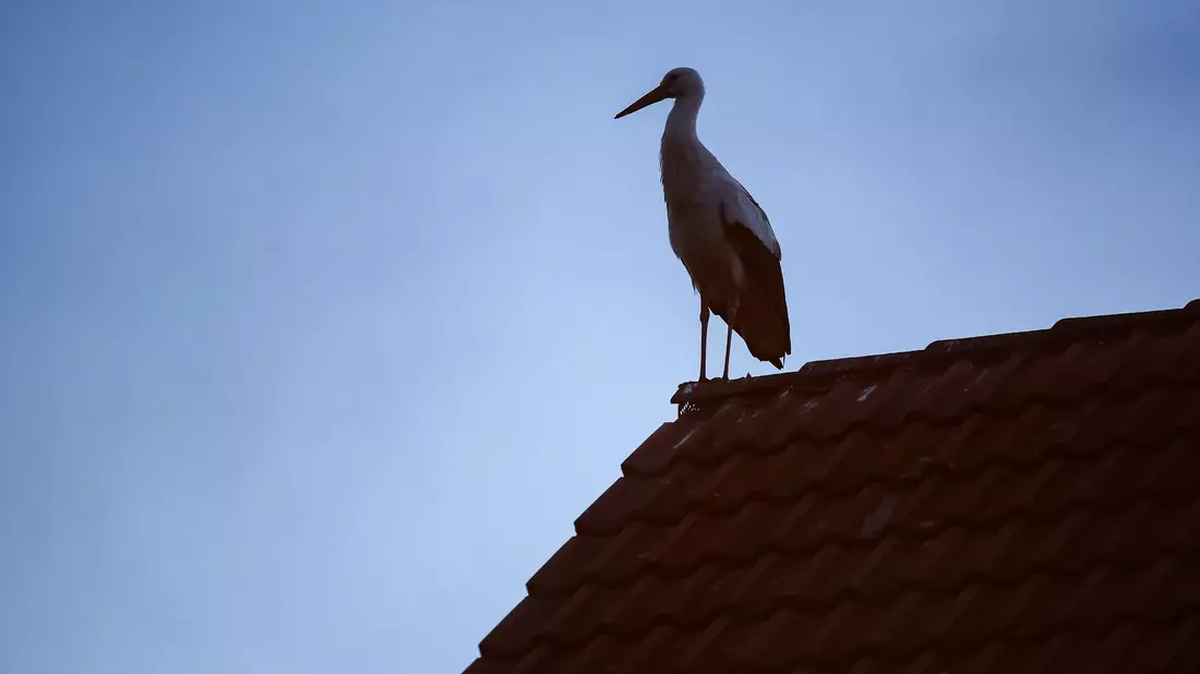 Manche Frauen möchten vielleicht ein Kind, sind aber nicht bereit, den aktuell hohen Preis dafür zu bezahlen. (Symbolbild) - Bild: Jan Woitas/dpa