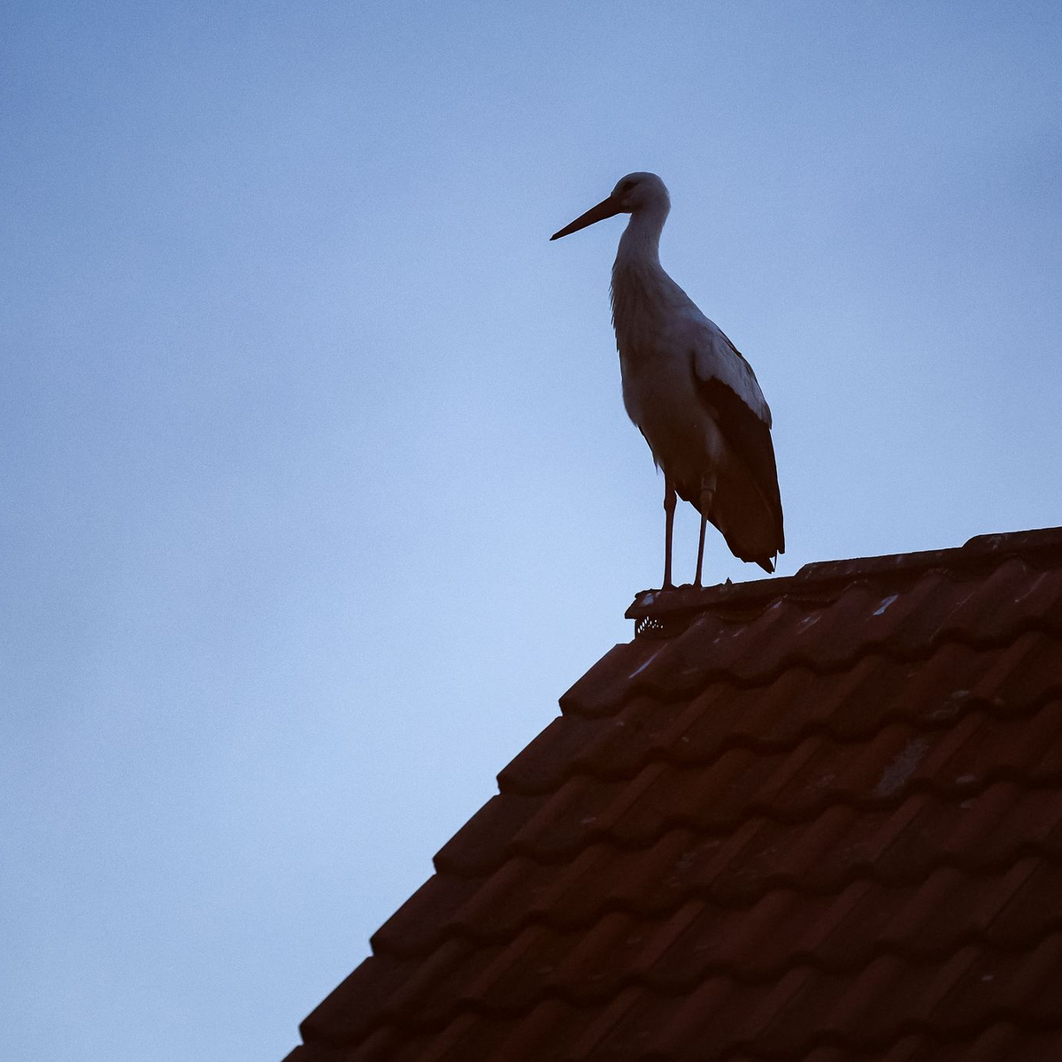 Manche Frauen möchten vielleicht ein Kind, sind aber nicht bereit, den aktuell hohen Preis dafür zu bezahlen. (Symbolbild) - Foto: Jan Woitas/dpa