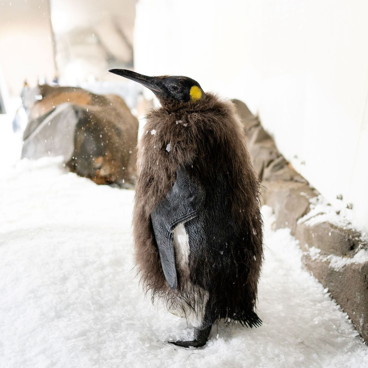 Der Pinguin begeistert Social-Media-User in aller Welt. - Foto: -/Sea Life Melbourne Aquarium/dpa