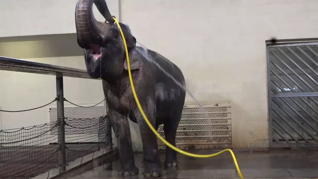 «Duschverhalten wie dieses habe ich bei keinem anderen Elefanten gesehen», sagte Forscherin Lena Kaufmann. - Bild: Lea Urban/Zoo Berlin/dpa
